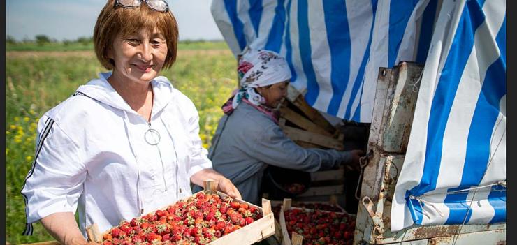 A guarantee fund-backed loan enabled Zuhra to increase the profitability of her strawberry farm. Photography: Olivier Le Blanc/USAID